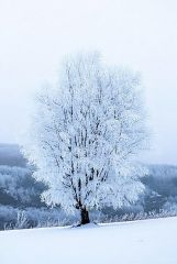 Frosted Tree Parfümöl - Für weitere Informationen anklicken